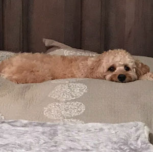 Meet your Posher, Arielle